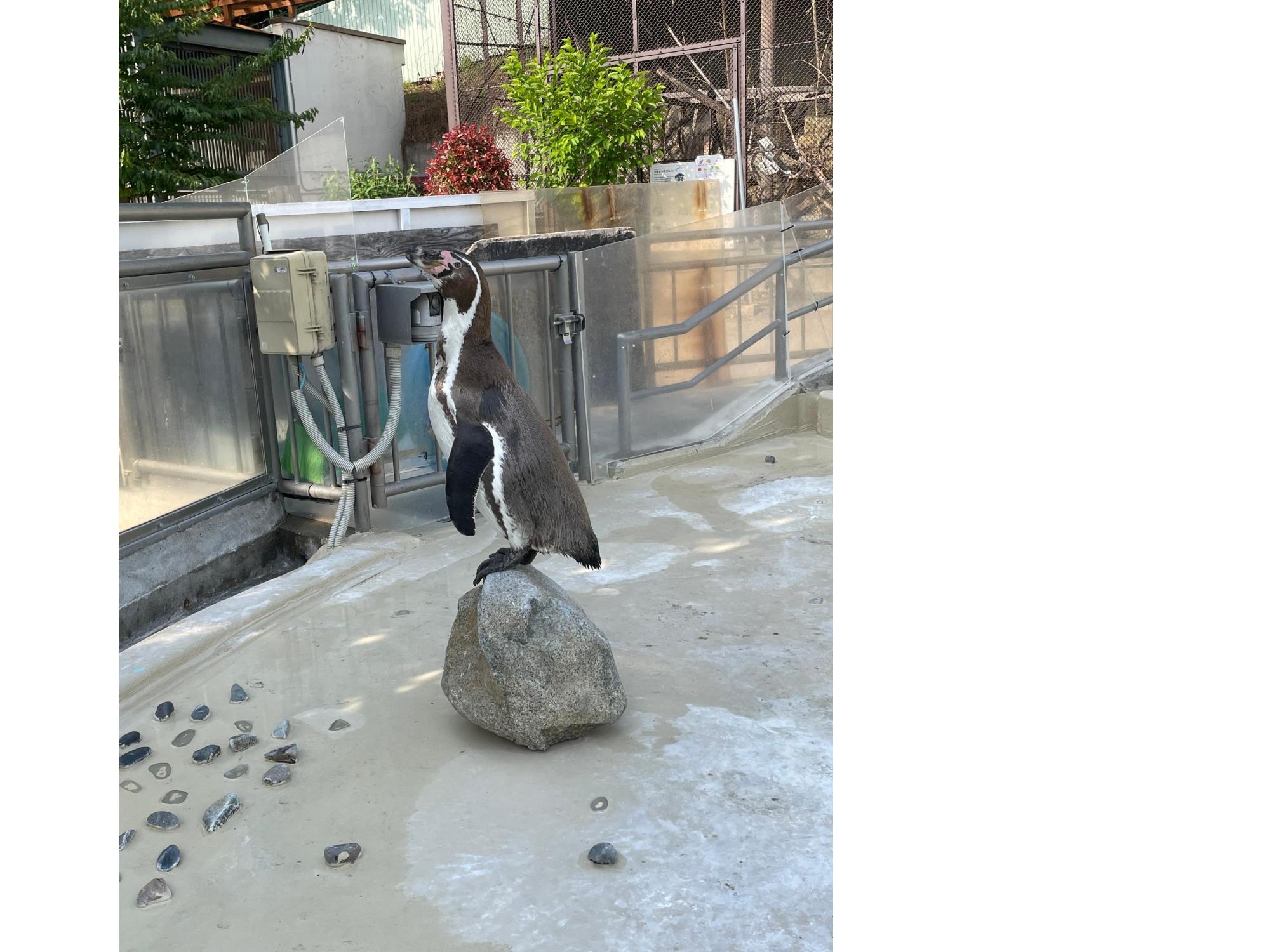 ペンギン