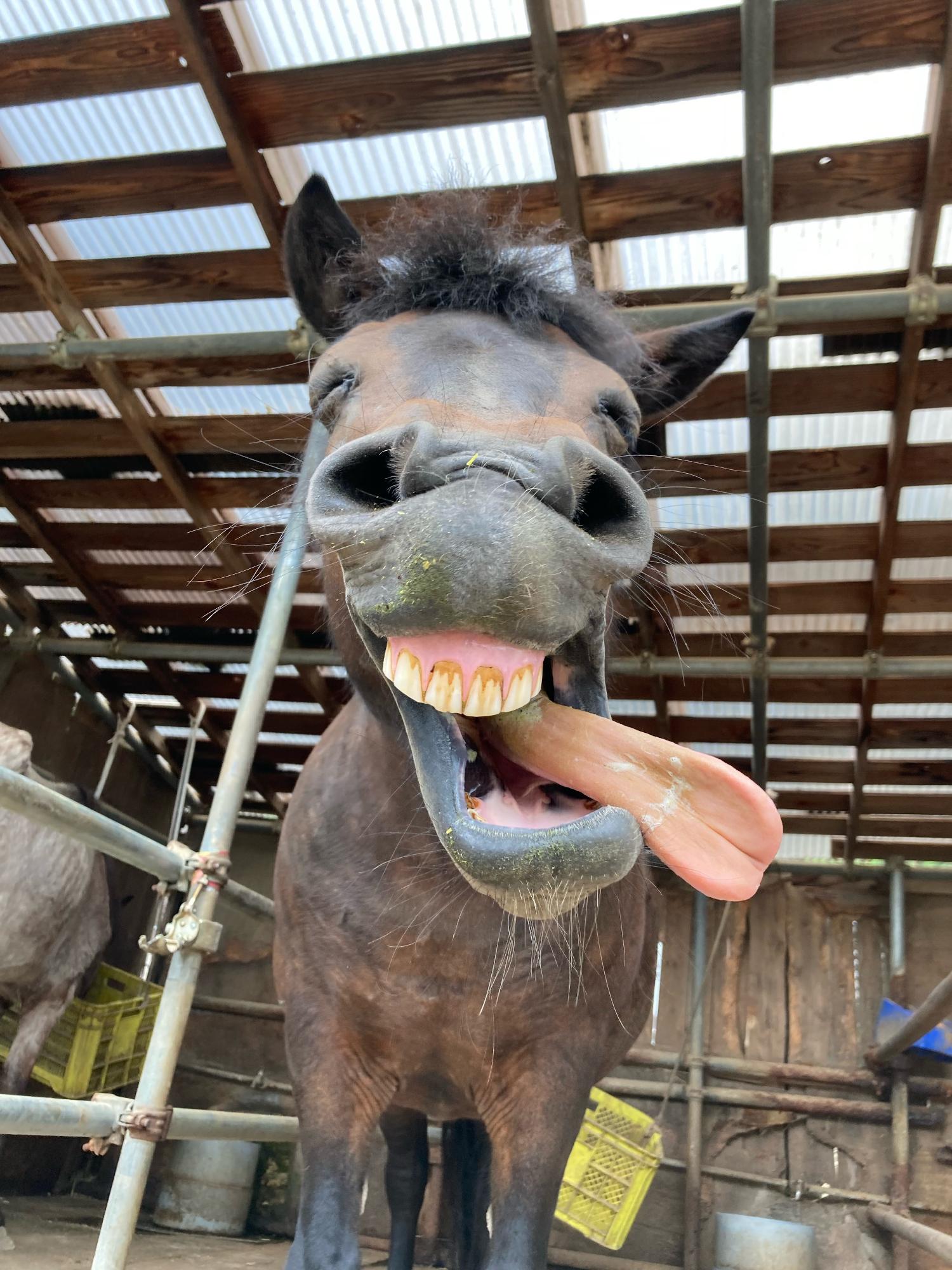ポニー