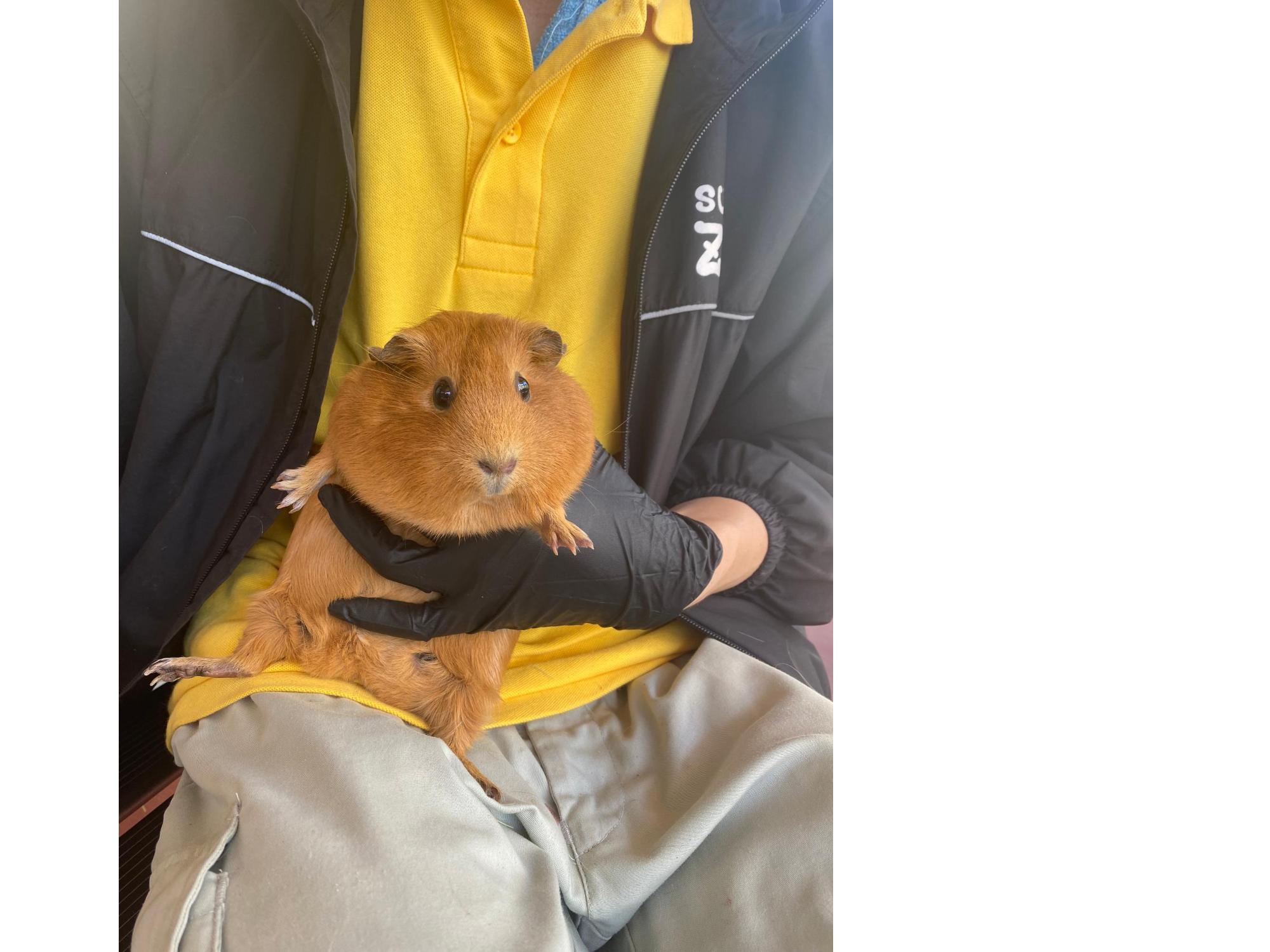モルモット