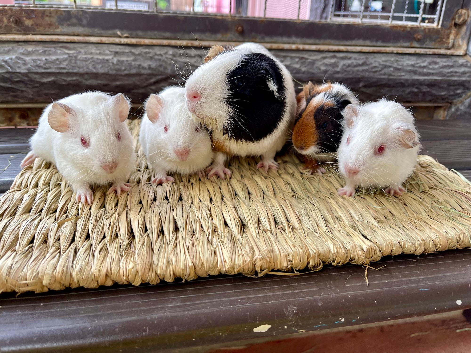モルモット