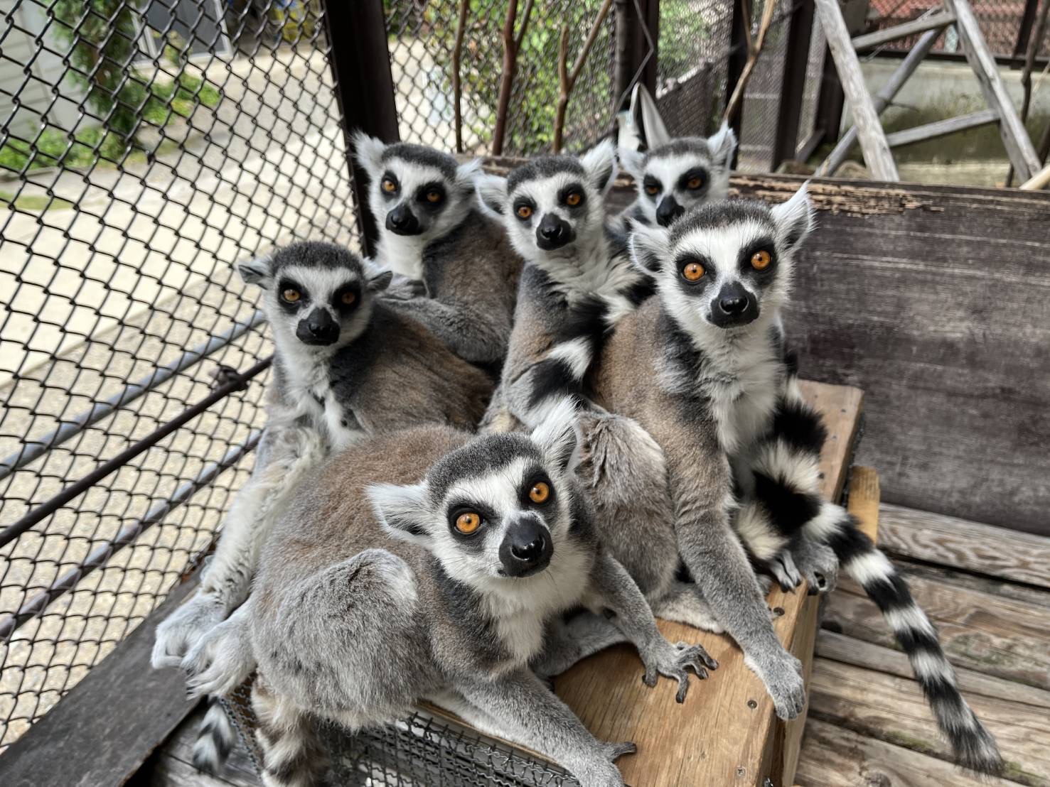 ワオキツネザル