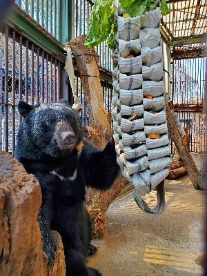 ツキノワグマが獣舎にいる画像