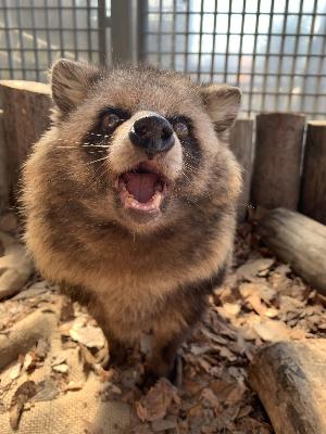 アライグマの写真