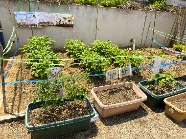 須坂保育園菜園、園庭の隅にある小さめの畑とプランタで5種類程度の野菜を育てる。園児が書いた野菜名のプレートがささっている。
