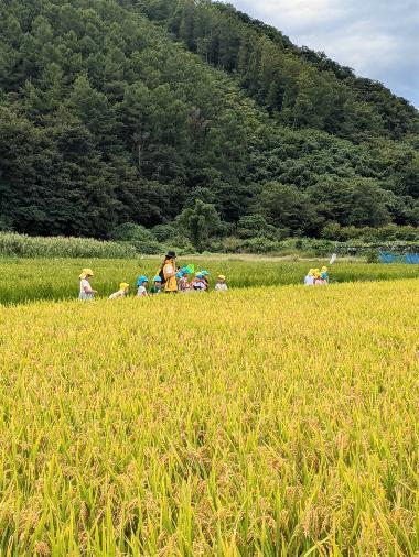 晴れた青空と山のふもとに、黄金色の稲が手前広がる写真。稲穂が広がる田んぼの真ん中のあぜみちを、園児たちと保育士が散歩している様子
