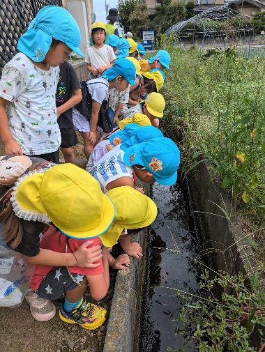 真ん中に細い小川が流れ、小川の左側に20人くらいの須坂東部保育園の園児がいる。園の近くを流れる小川をのぞきこみ小川を観察する様子。