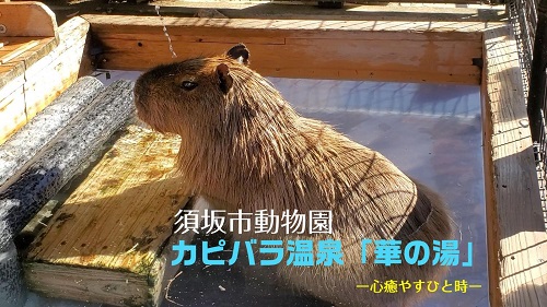 Youtubeの動画を紹介する画像