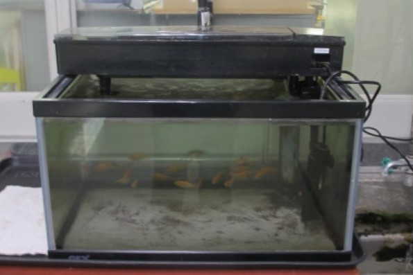 水槽に15匹ほどの金魚がいる