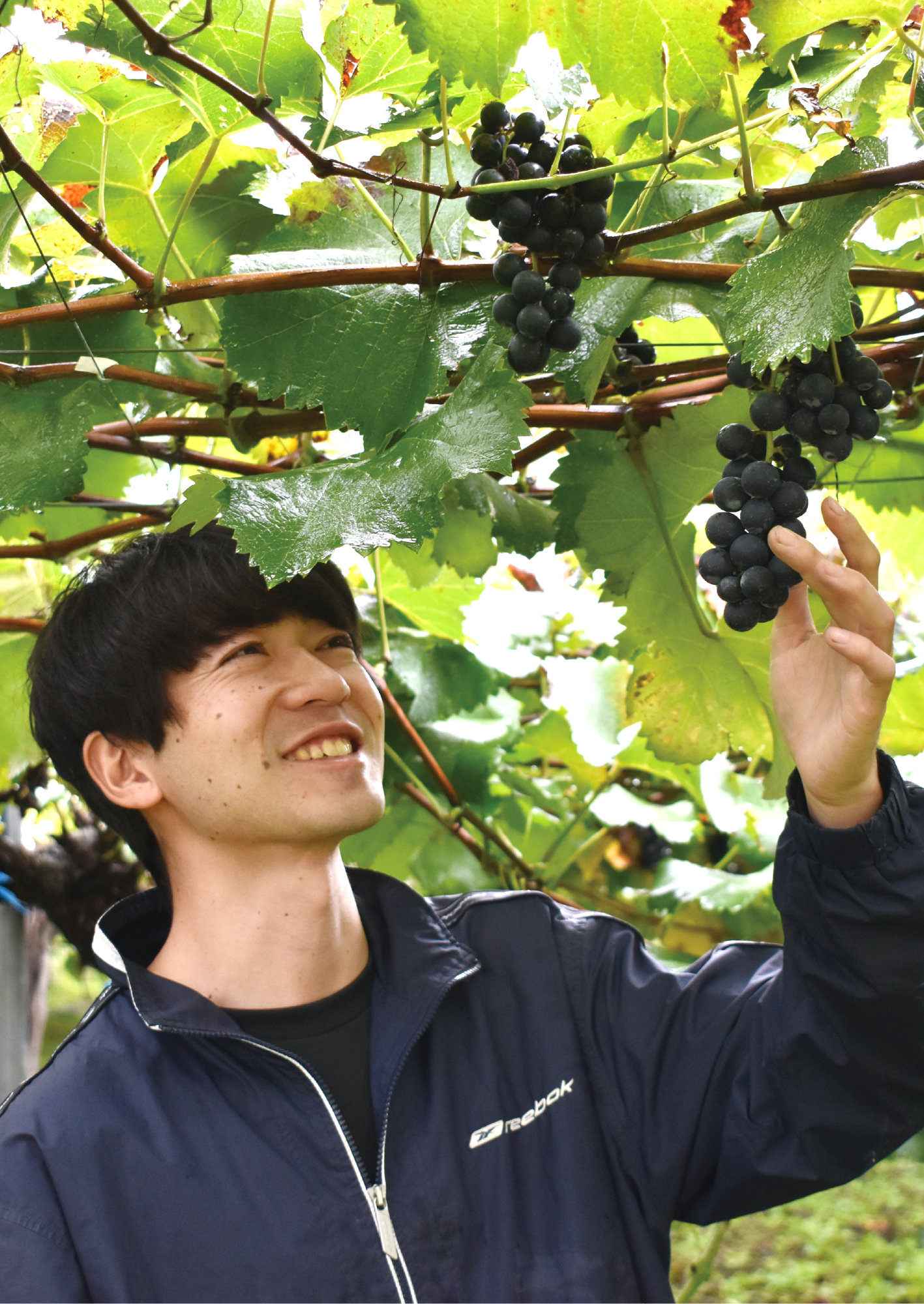 石川宙人さんがぶどうを選定している
