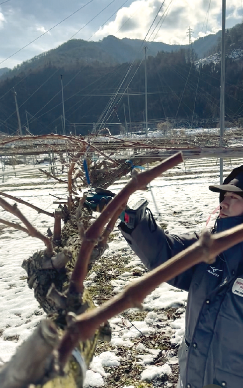 石川宙人さんが木の枝を選定している