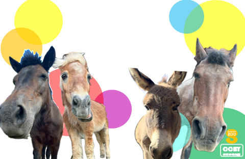 2026年横向年賀状 2枚目の画像。