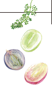 シャインマスカットなどの粒を縦半分に切った断面の絵と、ブドウの花房のイラスト