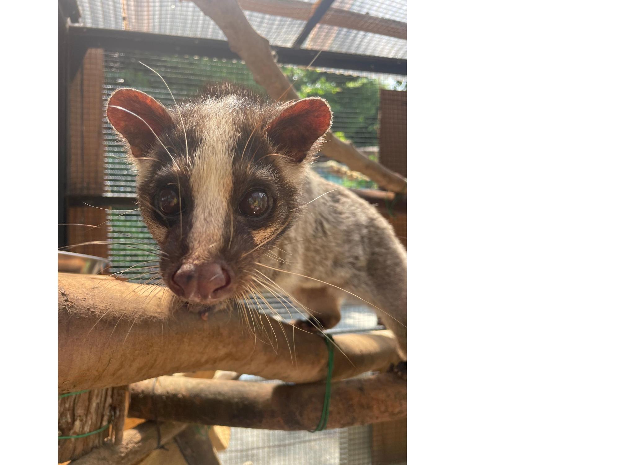 ハクビシン。獣舎の木の枝の上で、ドアップ。