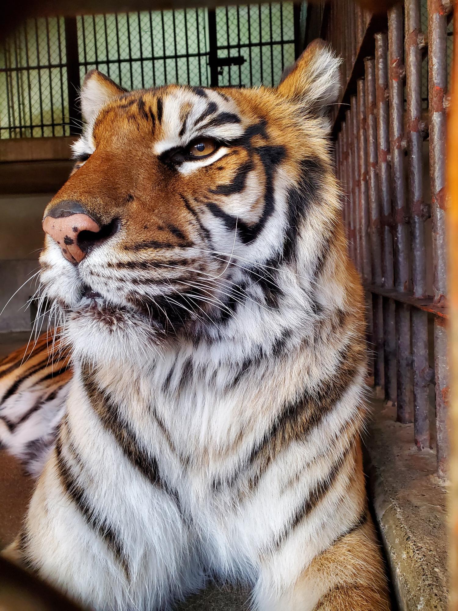 ベンガルトラのミオ。寝そべりながらどこかを見つめる。正面やや右からのアップ。