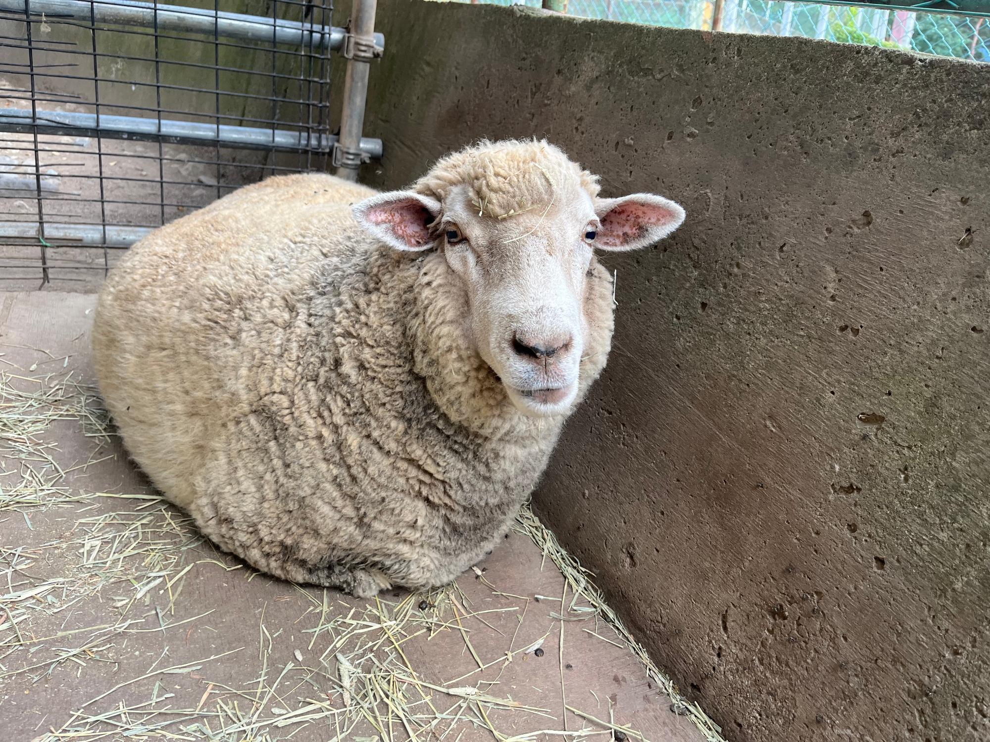 ひつじが小屋の隅で座って小さくなっている