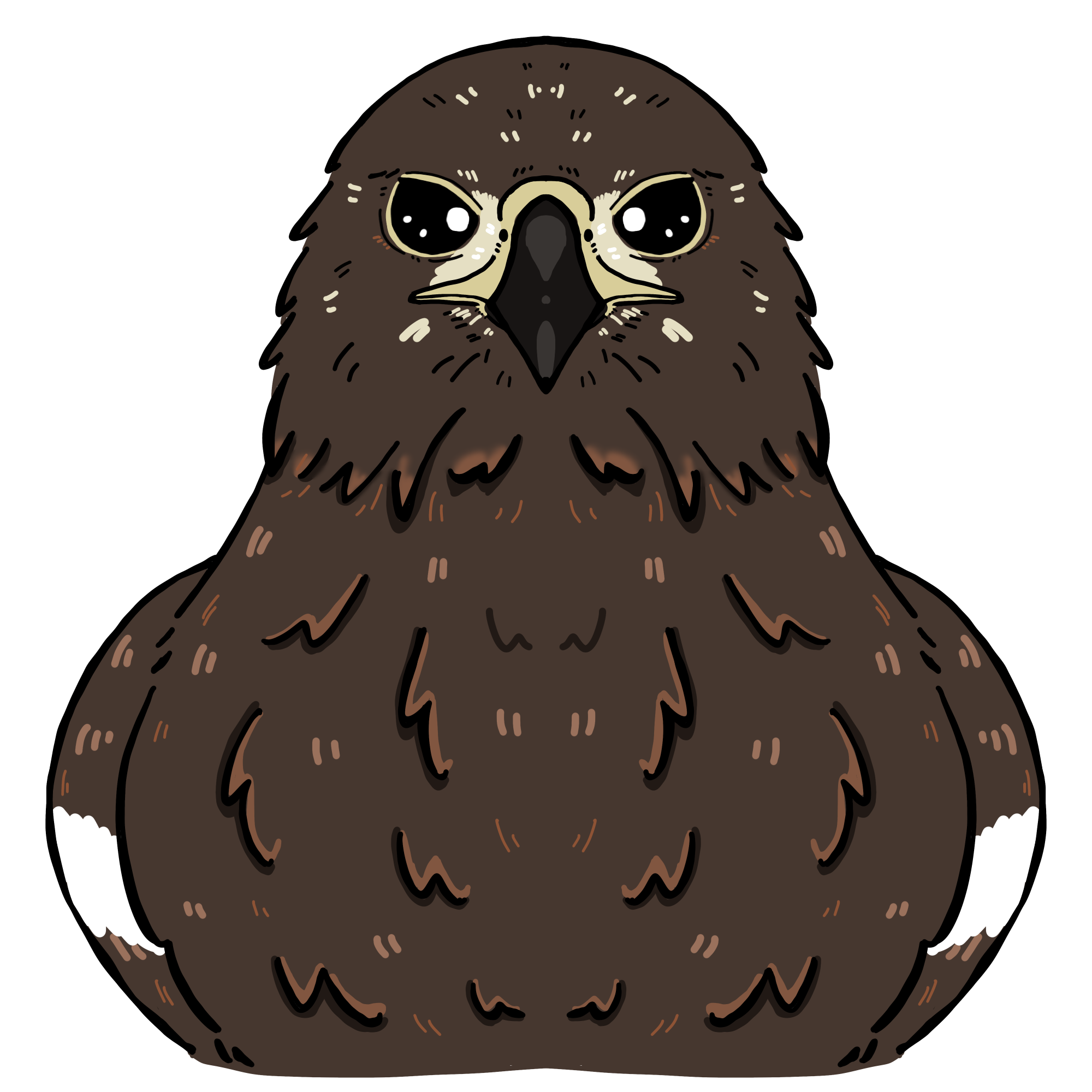 ニホンイヌワシのイラスト