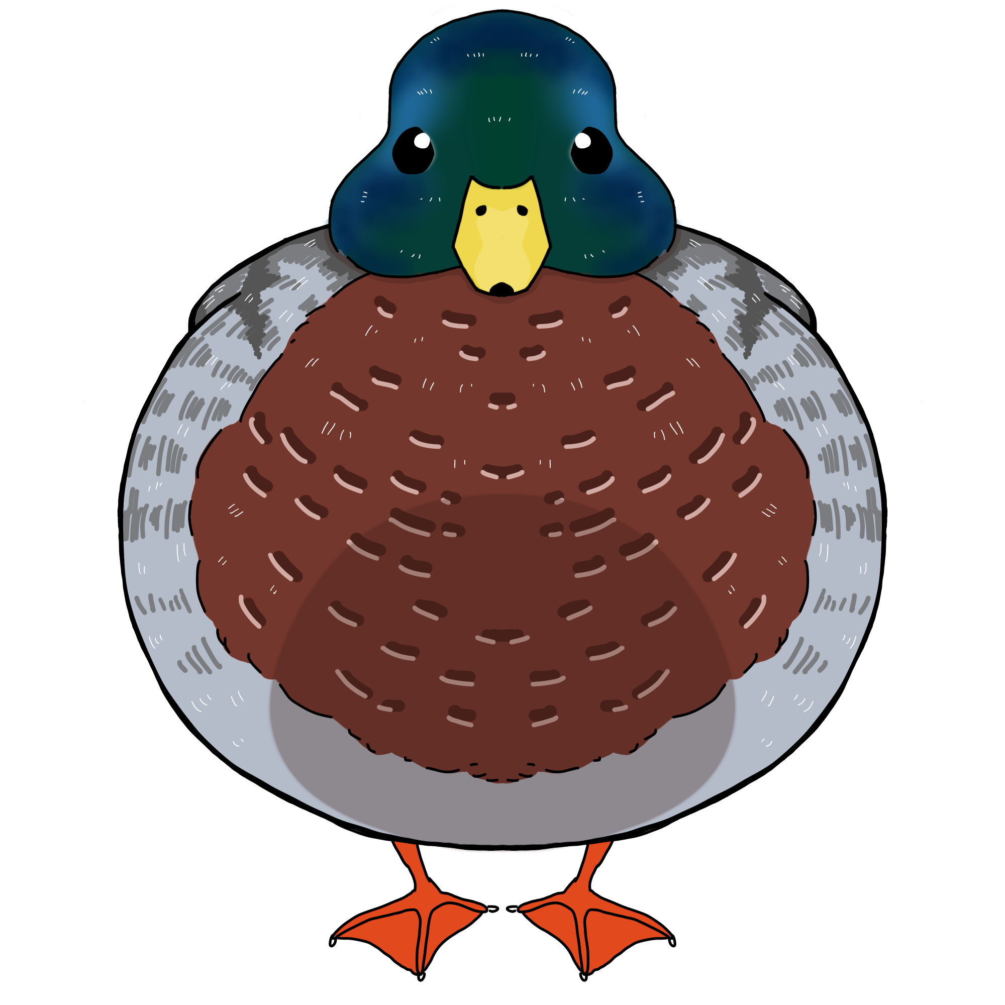 マガモのイラスト