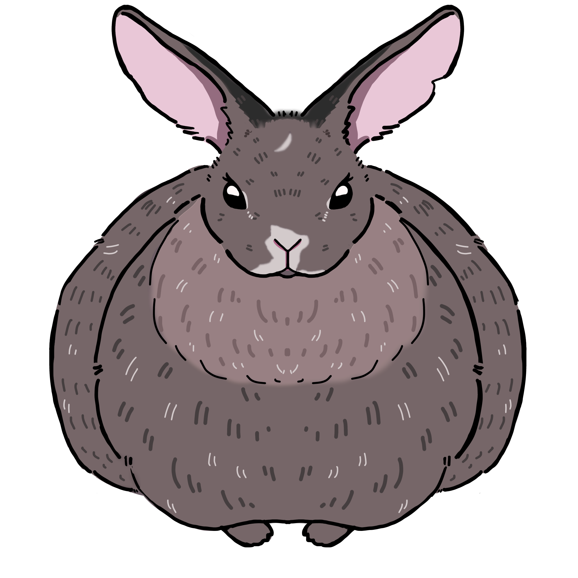 カイウサギ正面から見たイラスト