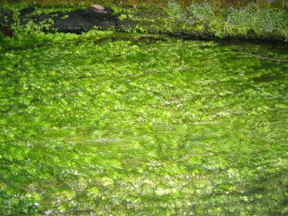 水中になびいているスギナモの様子の写真