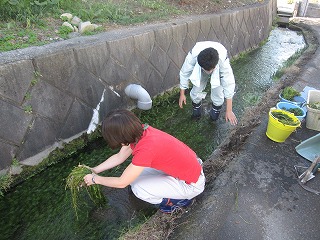 3人の作業者が市内の川からスギナモを採取している様子の写真
