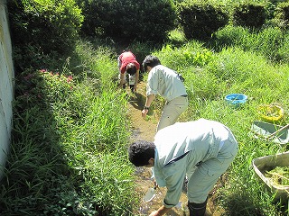 3人の作業者がほたる公園にスギナモを移植している様子の写真