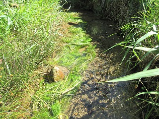 ほたる公園に移植後、小川の流れになびいているスギナモの写真
