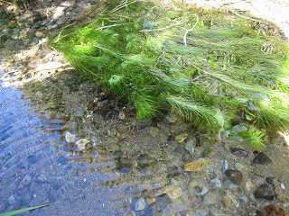 移植したスギナモの様子の写真