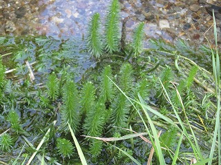スギナモ移植から1カ月後の様子の写真