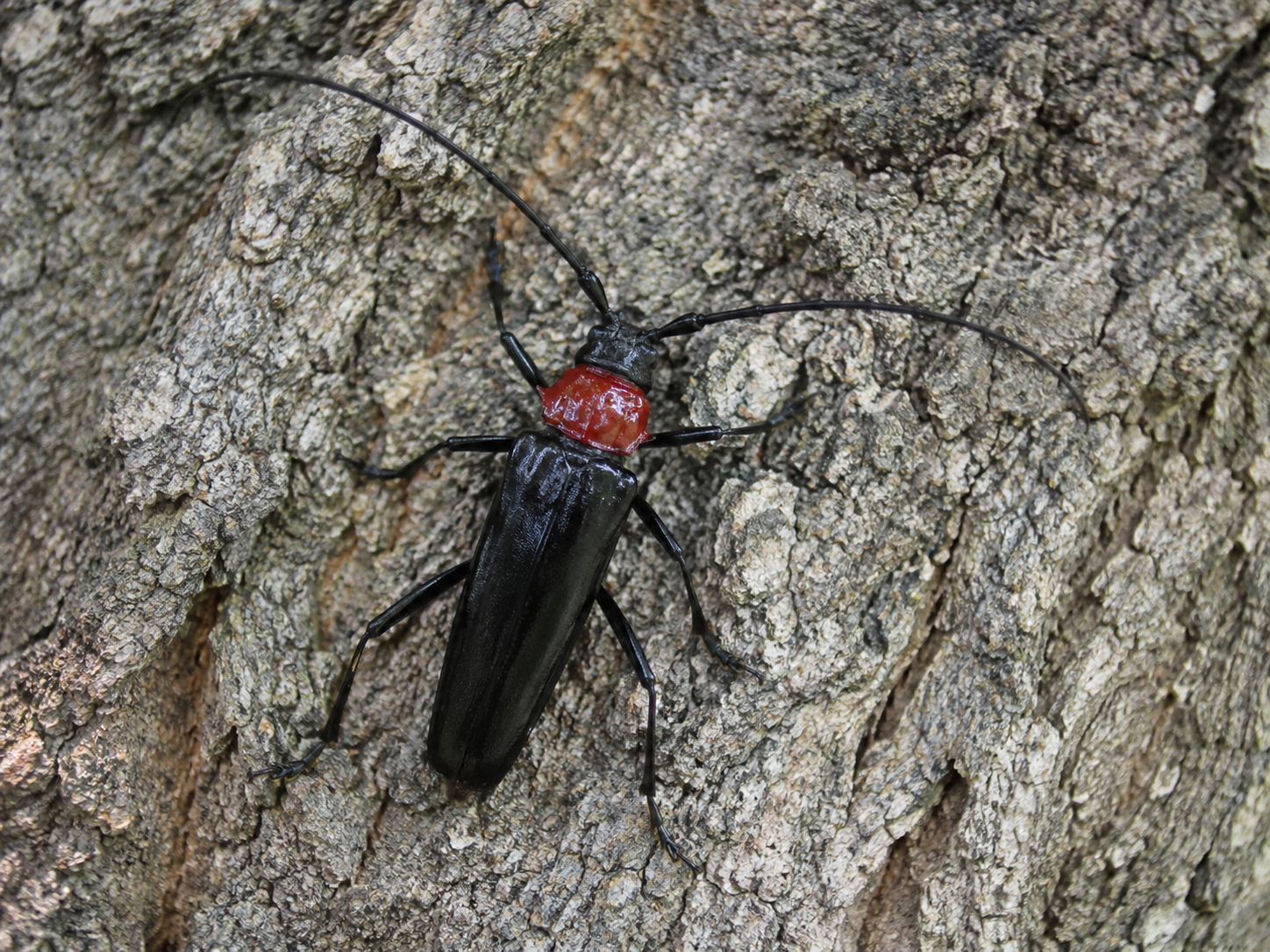 クビアカツヤカミキリの成虫