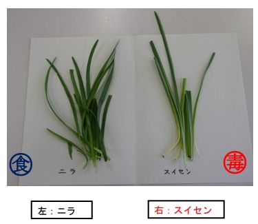 ニラと水仙の比較写真。ニラは食用。水仙は食べられない。