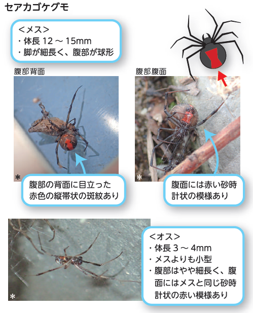 セアカゴケグモの写真と特徴、メスは体長12～15ミリ、足が細長く、腹部が球状。腹部の背面に目立った赤色の縦帯上の斑紋がある。