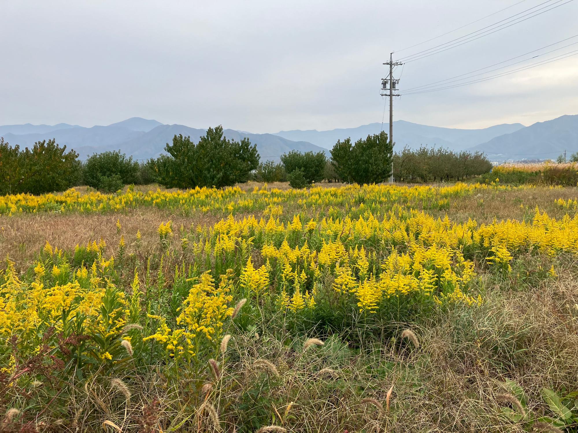 市内に繁茂するセイタカアワダチソウ
