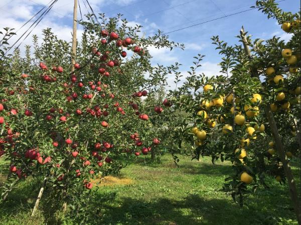 りんご畑の写真