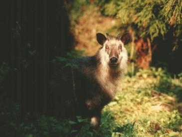 カモシカの写真