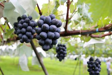 ナガノパープルの写真