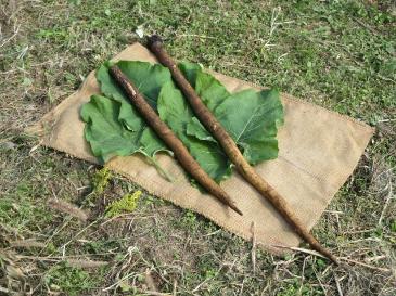 むらやまわせごぼうの写真