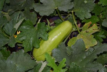 ぬまめしろうりの写真