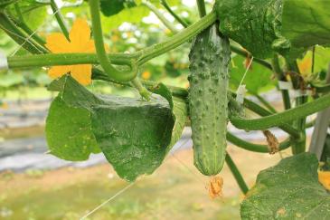 はっちょうきゅうりの写真