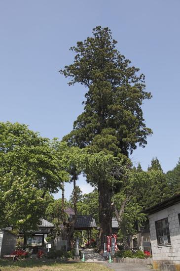 クマスギの写真