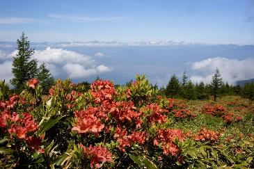 五味池はふ高原に咲くレンゲツツジの写真。