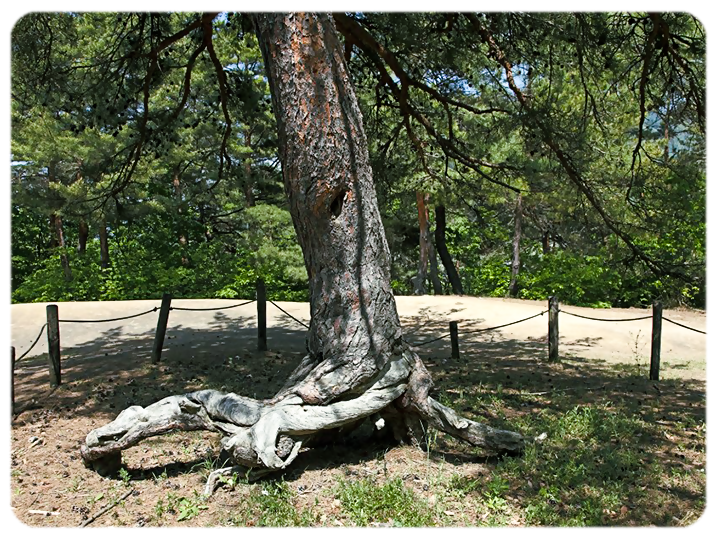 根上がりねじれ松の写真