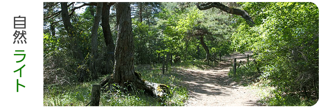 バナー画像。自然ライトコースへのリンク