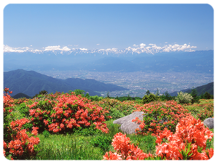 ごみいけはふこうげんのレンゲツツジの写真遠くには長野市街地とアルプスが一望できる。