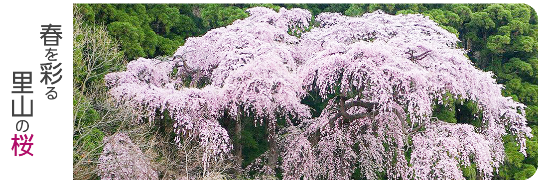 バナーがぞう。春を彩る里山の桜をめぐるコースへリンク