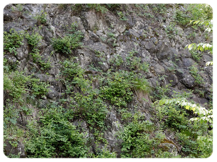 井上の枕状溶岩Cの写真