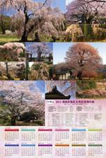 色々な種類の桜が咲き誇る写真が載ったカレンダー