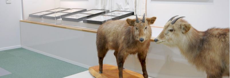 昆虫標本やカモシカの剥製が並ぶ自然展示室の写真
