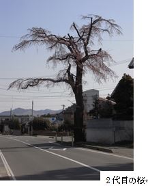 2代目の桜の木の写真