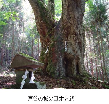 栃の巨木の写真
