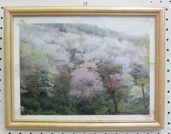 井上城址さくらの会の方が撮影した、桜の写真。額装され飾られている。